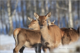 <p>JELEN LESNÍ (Cervus elaphus) obora /Red deer - Rothirsch/</p>
